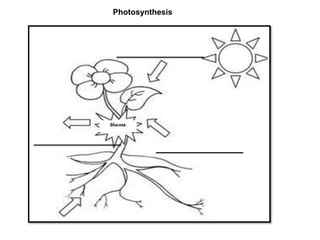 Photosynthesis ppt