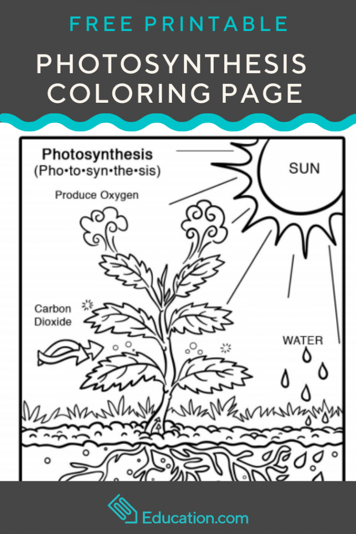 Photosynthesis coloring page worksheets