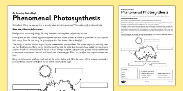 Photosynthesis diagram labelling â worksheet