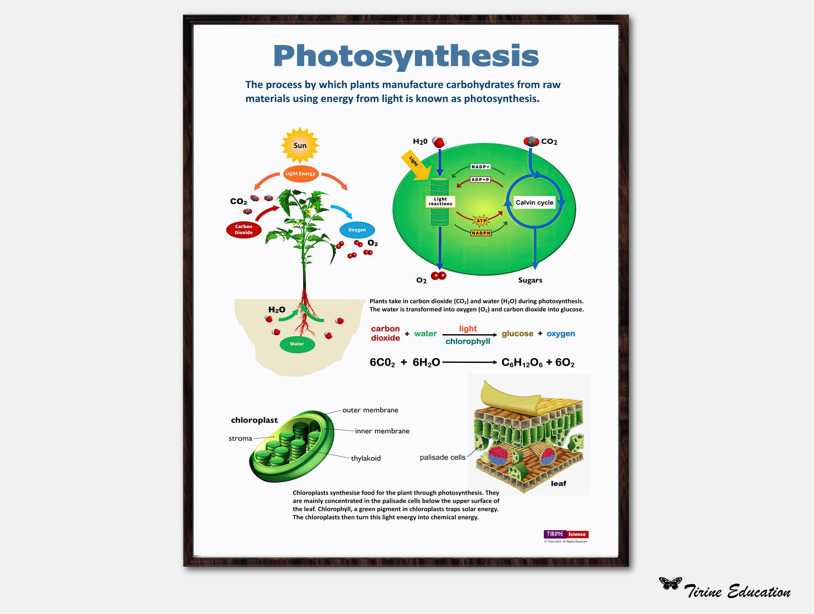 Science biology poster photosynthesis educational science wall art classroom decor digital download