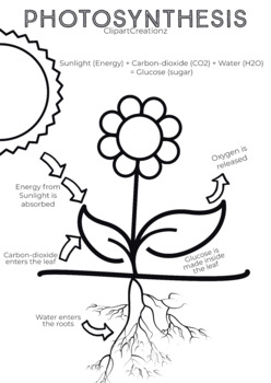 Photosynthesis coloring page for kids by clipart creationz tpt