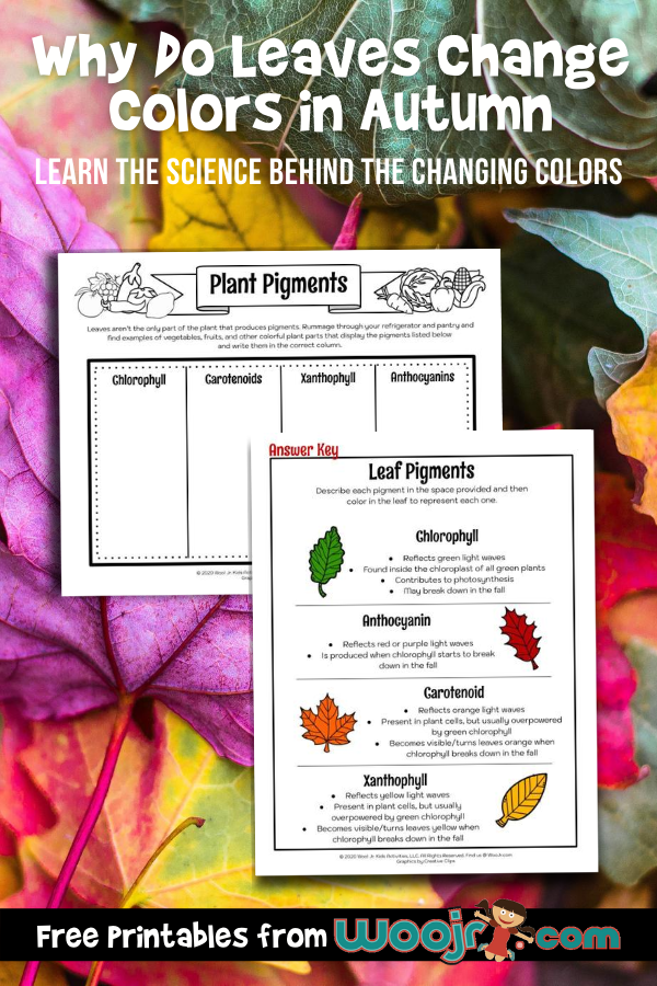 Why do leaves change colors in autumn woo jr kids activities childrens publishing