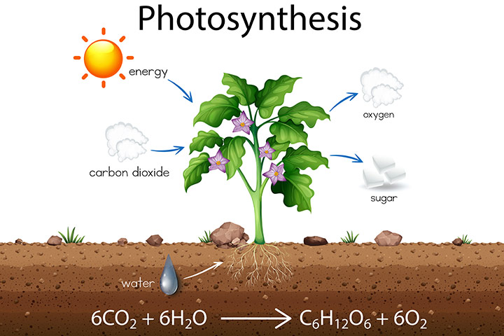 Photosynthesis for kids definition process diagram facts