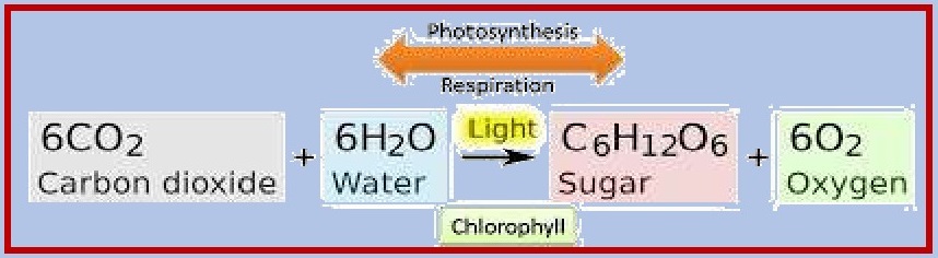 Chapter photosynthesis in higher plants