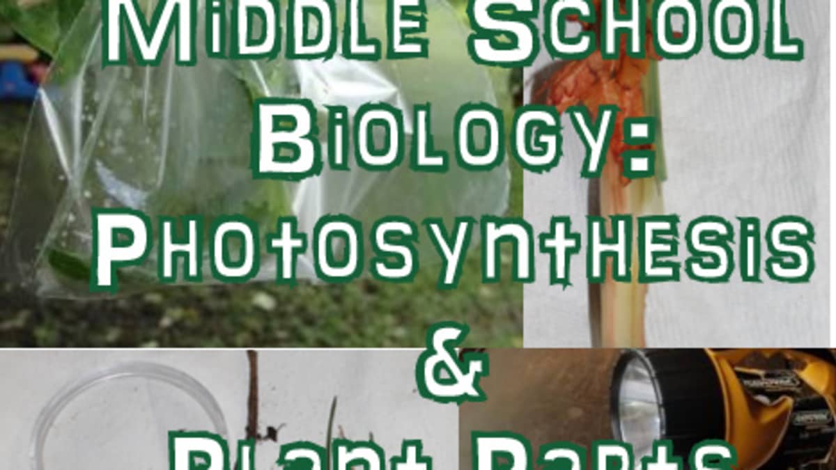 Photosynthesis and plant parts stem lesson plan for middle school biology