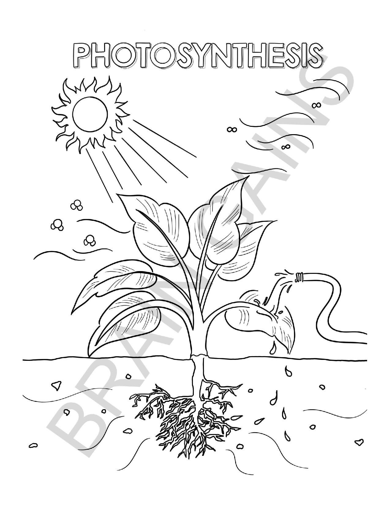 Photosynthesis biology science kids coloring page digital download printable pdf