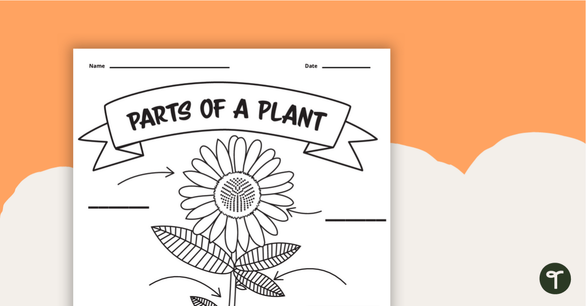 Parts of a plant worksheet teach starter