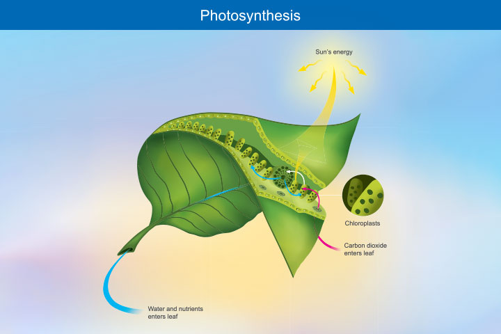 Photosynthesis for kids definition process diagram facts