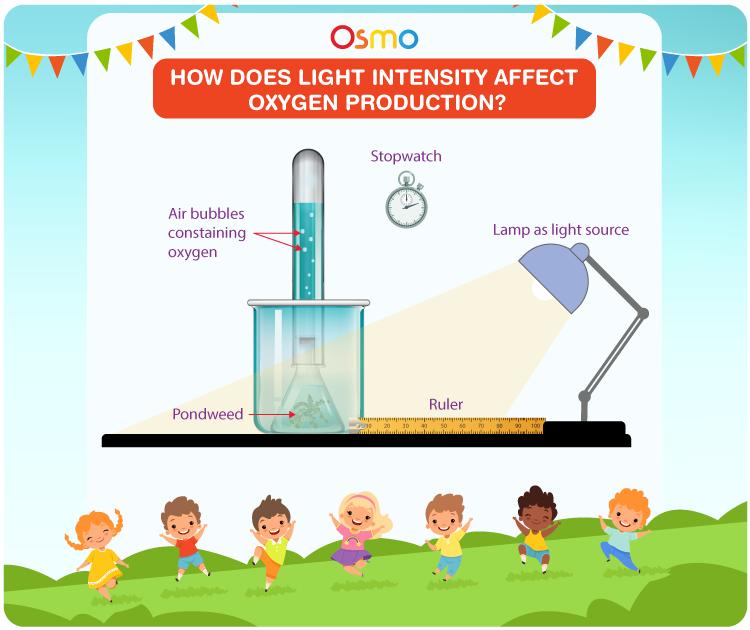 How does light intensity affect oxygen production diy science project ideas