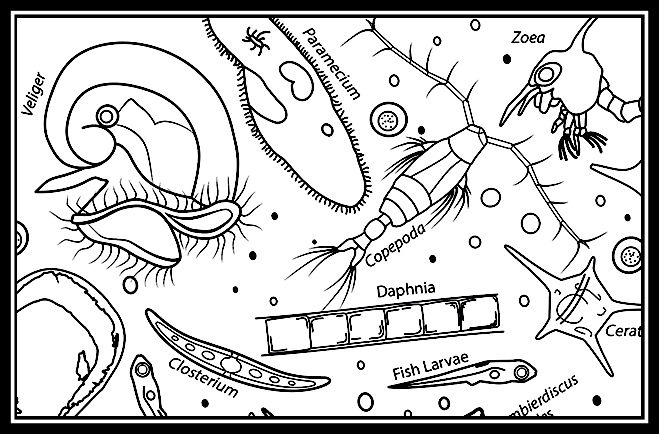 Zooplankton â delaware sea grant