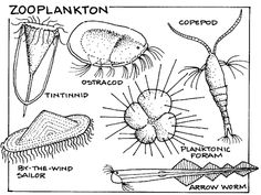 Zooplankton and phytoplankton drawing