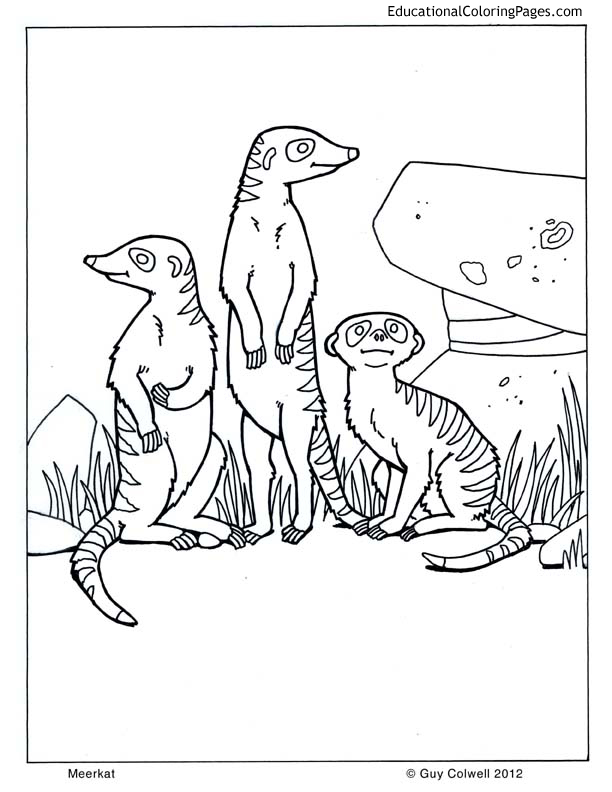 Life of pi â animal coloring pages