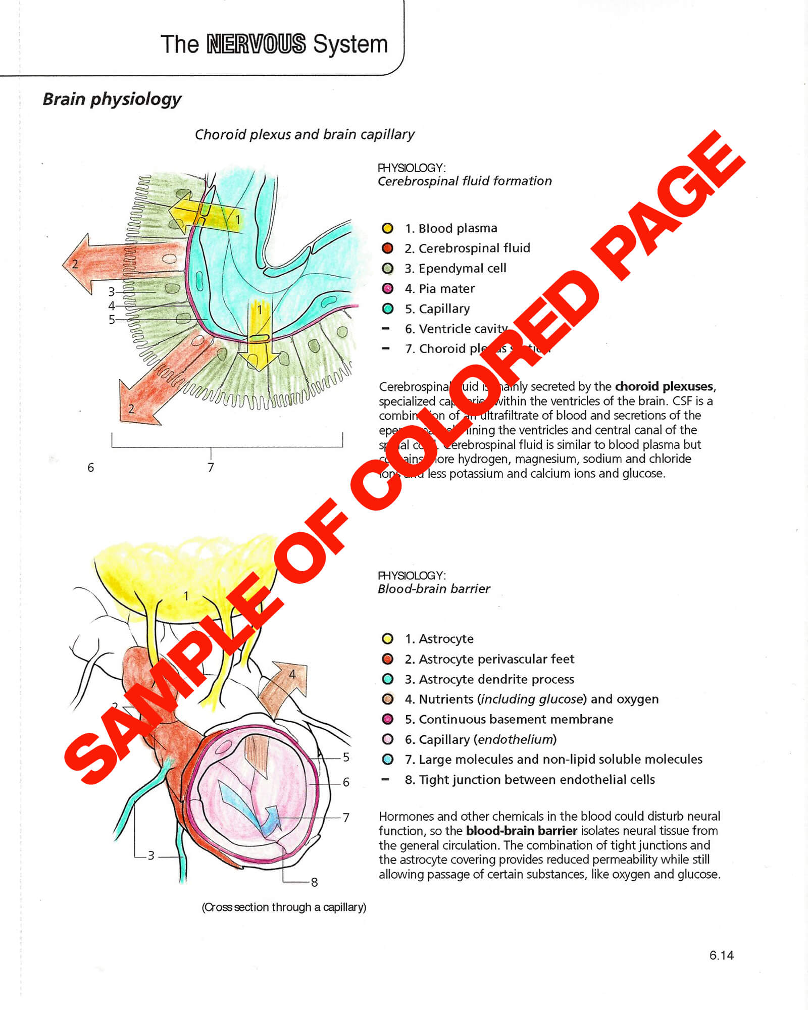 Anatomy physiology coloring book scientific publishing anatomy physiology coloring book anatomy physiology coloring book anatomy physiology coloring book