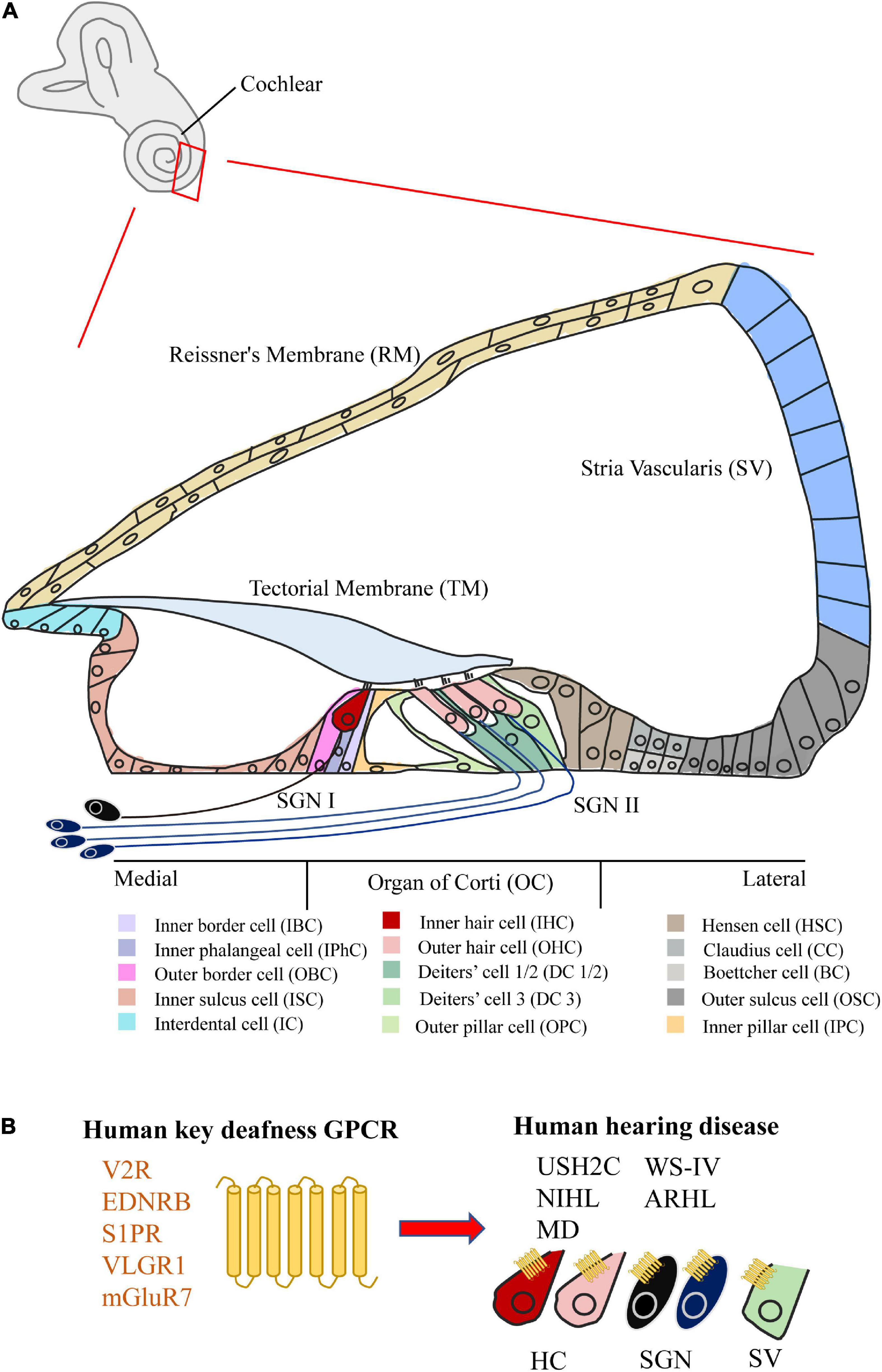 Frontiers g protein