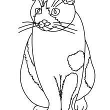 Cat picasso coloring pages