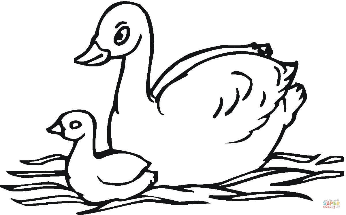 Dibujo de cisne pichon para colorear dibujos para colorear imprimir gratis