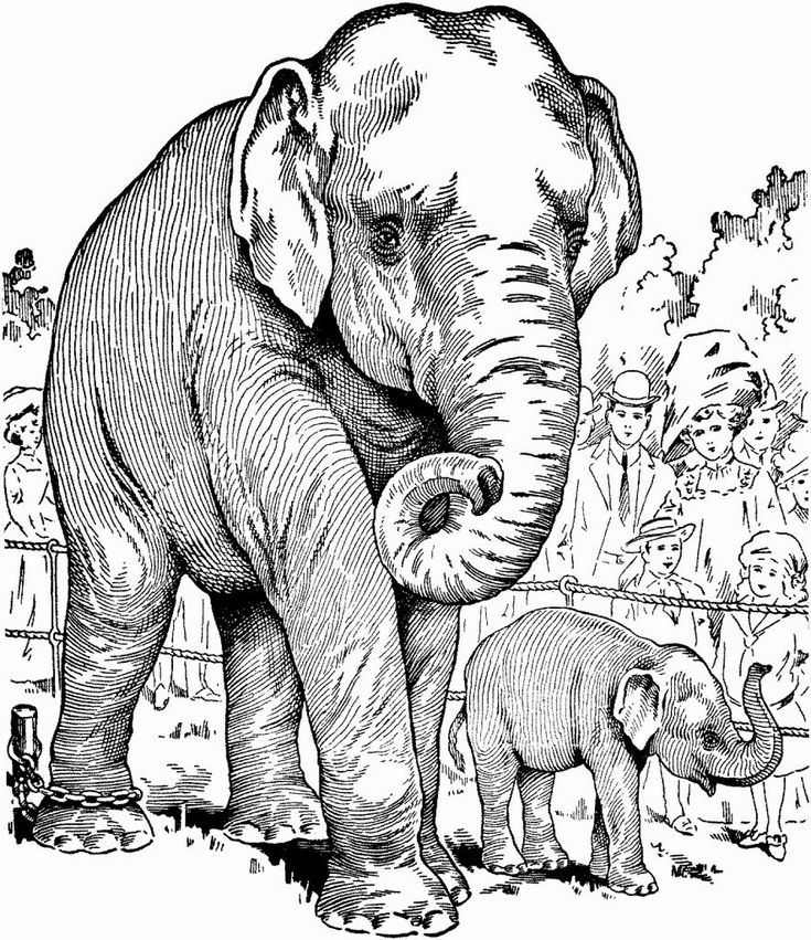 Elephant coloring pages for adults