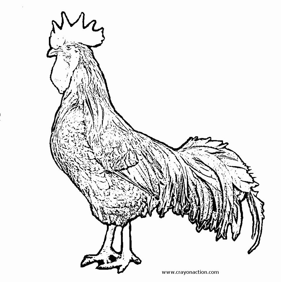 Brilliant photo of rooster coloring page