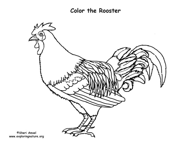 Rooster coloring page