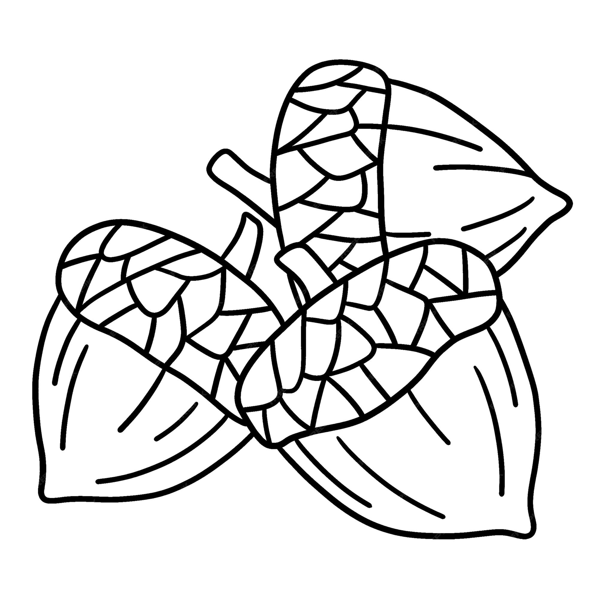 Premium vector thanksgiving acorn isolated coloring page