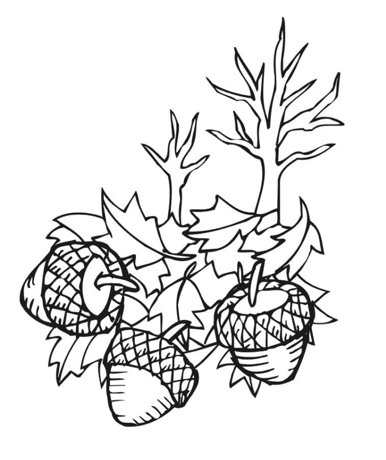 Acorns with leaves coloring page