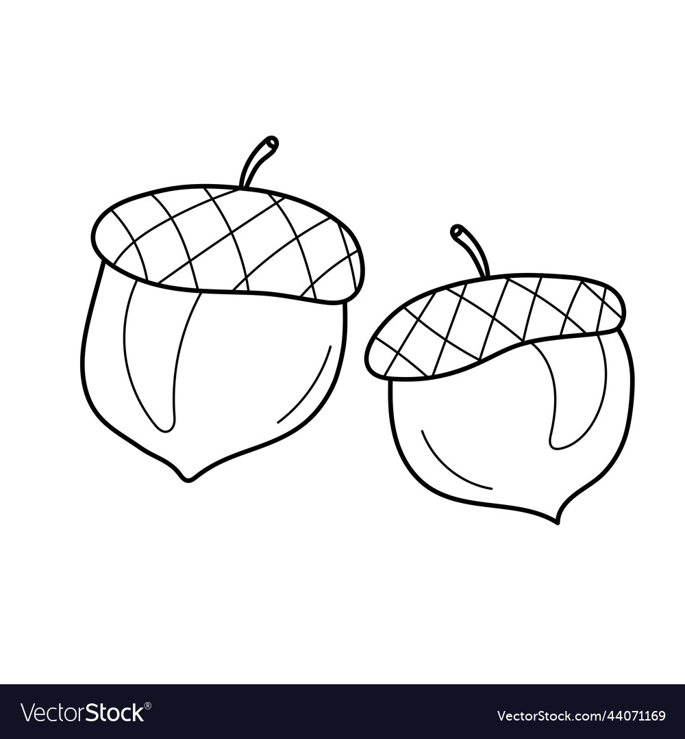 Two acorns in cartoon style coloring page vector image