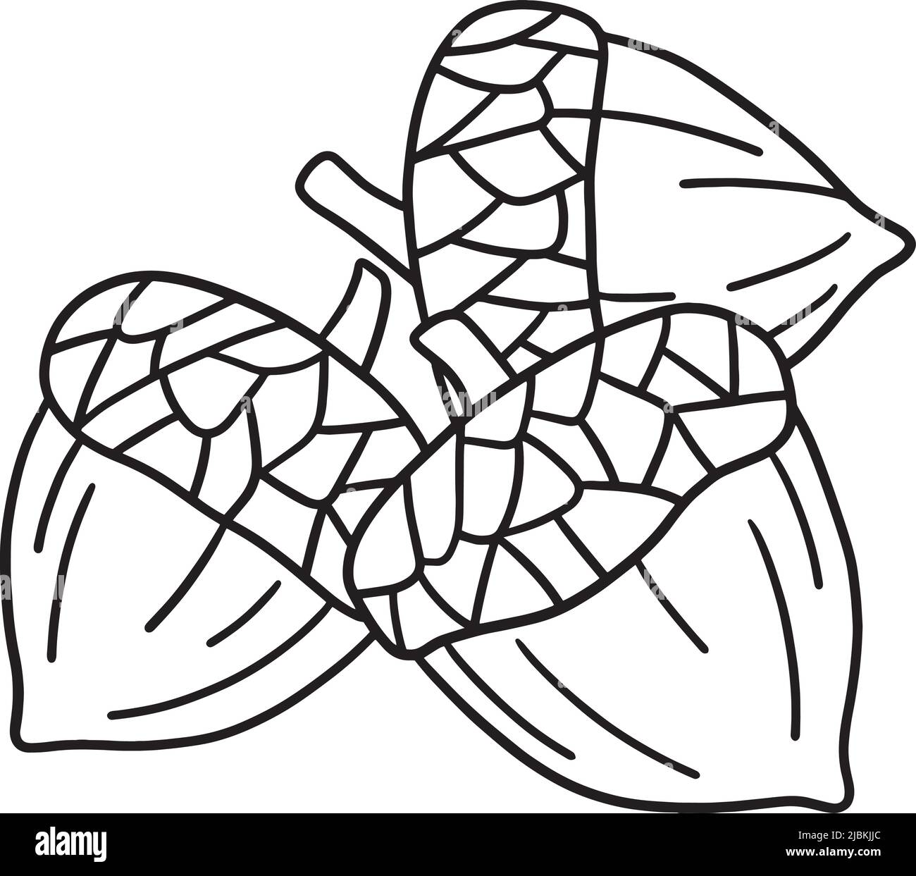 Thanksgiving acorn isolated coloring page stock vector image art