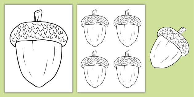 Free acorn template educational resources usa