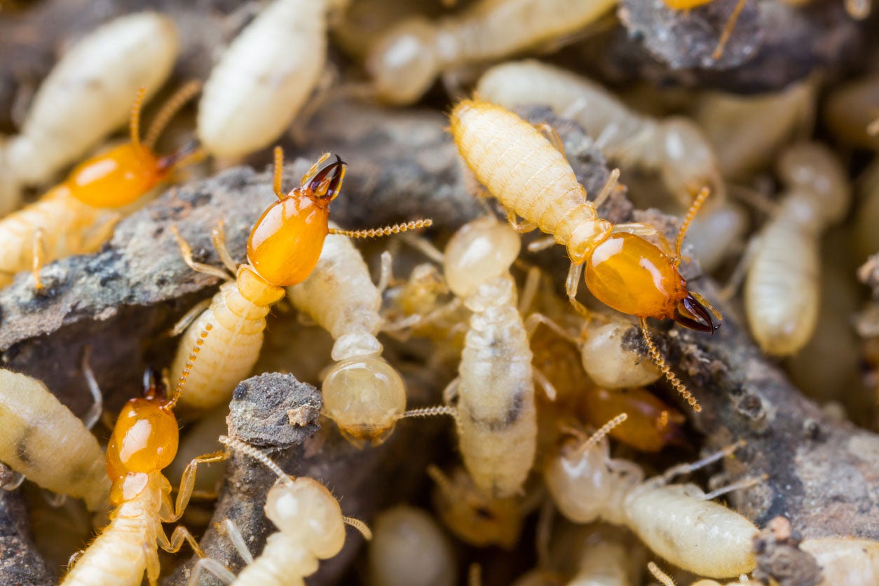 What do termites look like solved homeowners guide