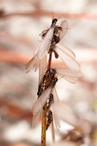 Termite swarmers