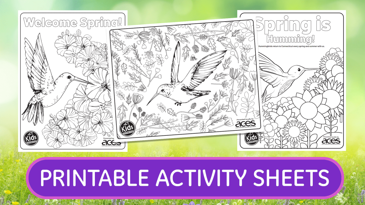 Kids connection spring hummingbird activity sheets â nbc connecticut