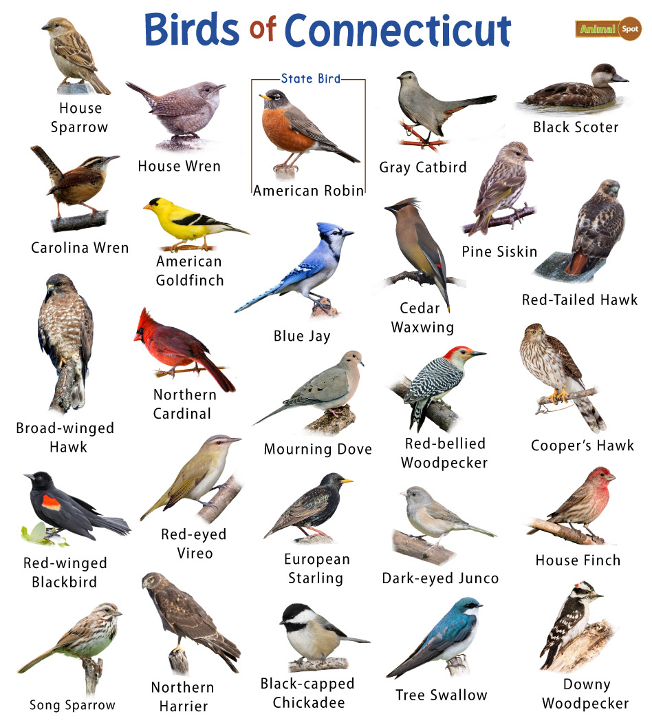 List of the common birds found in connecticut â facts with pictures