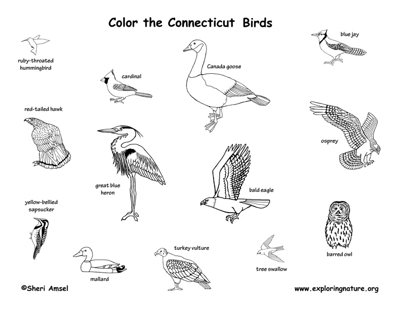 Connecticut habitats mammals birds amphibians reptiles