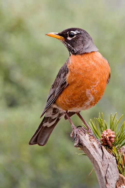 List of birds of connecticut