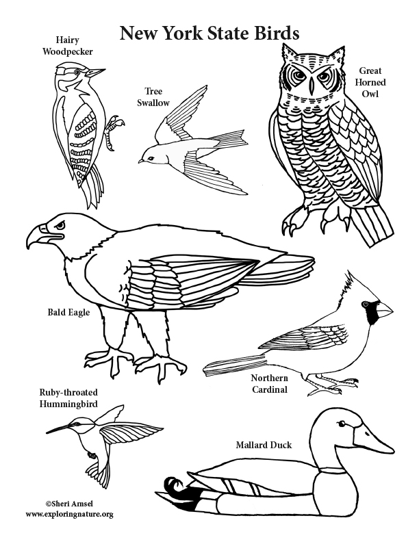 New york state birds coloring page