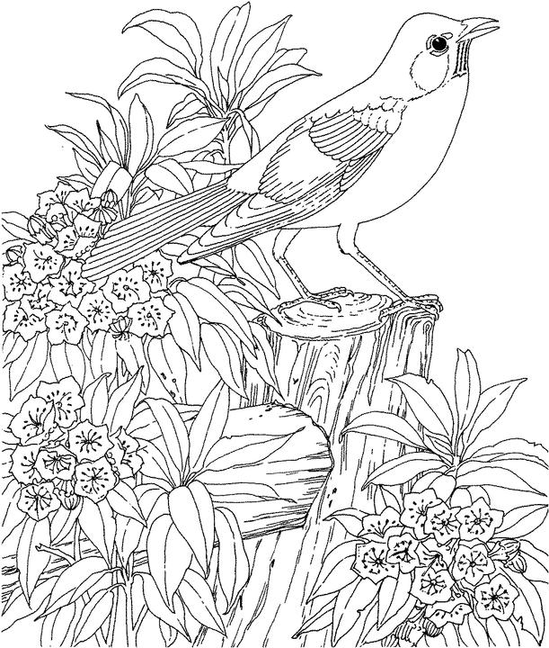 Connecticut robin coloring page purple kitty