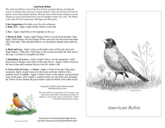 American robin bird grass spring coloring pages winstructions for x and x sizes digital download printable for adult and kids