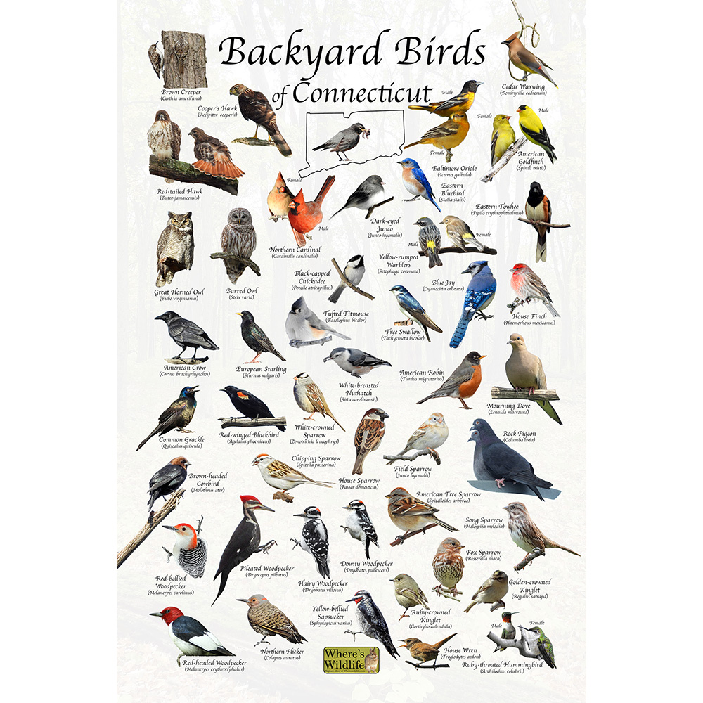 Backyard birds of connecticut bird identification poster