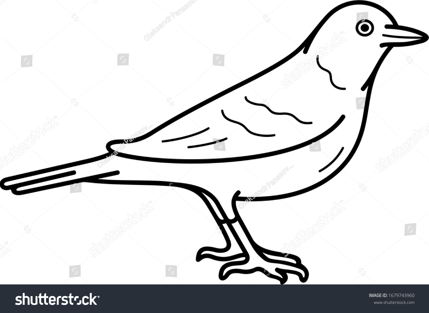 Robin state bird connecticut images stock photos d objects vectors