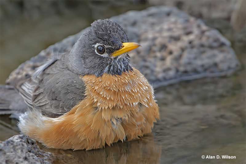 Connecticut state bird â american robin identification history