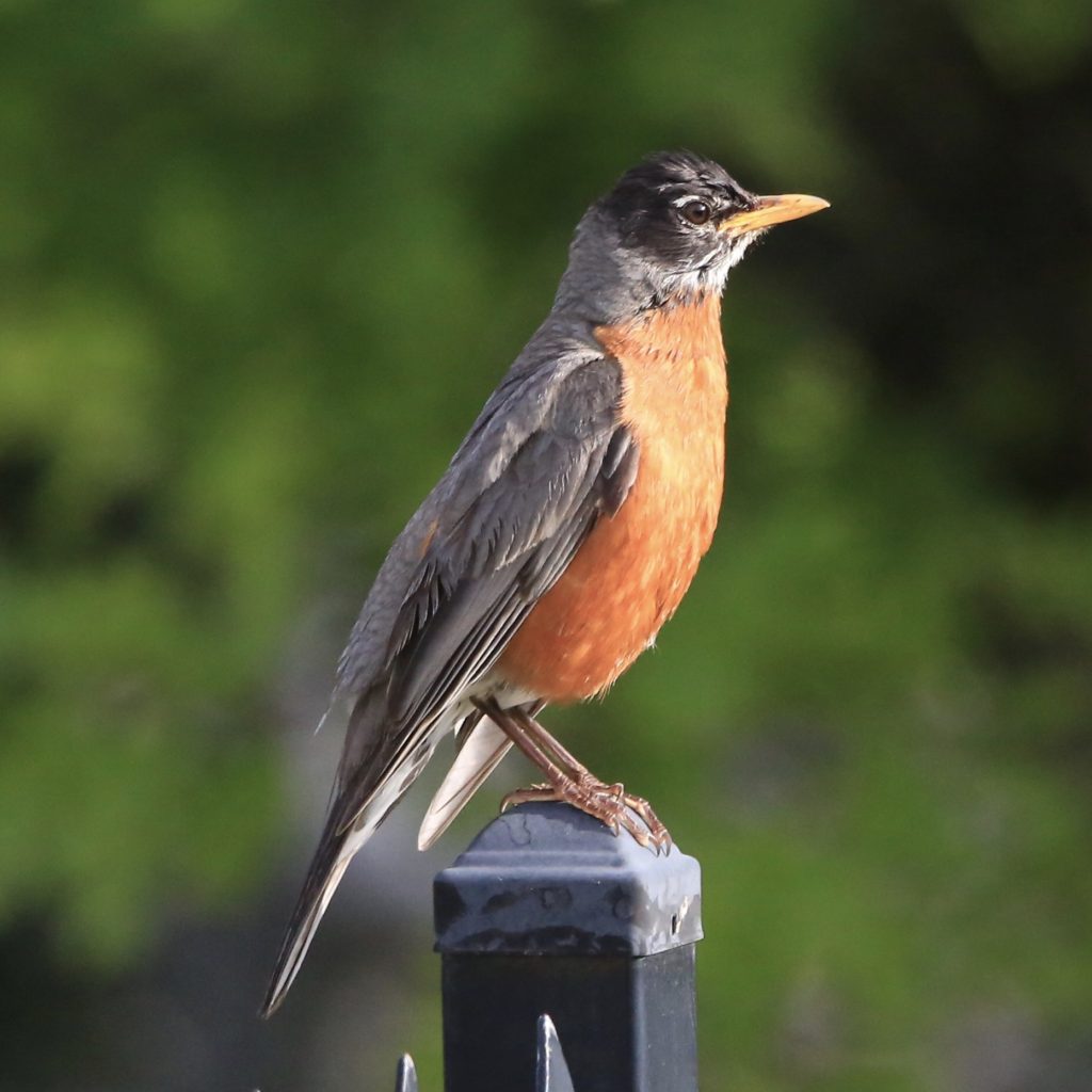 Connecticut state bird