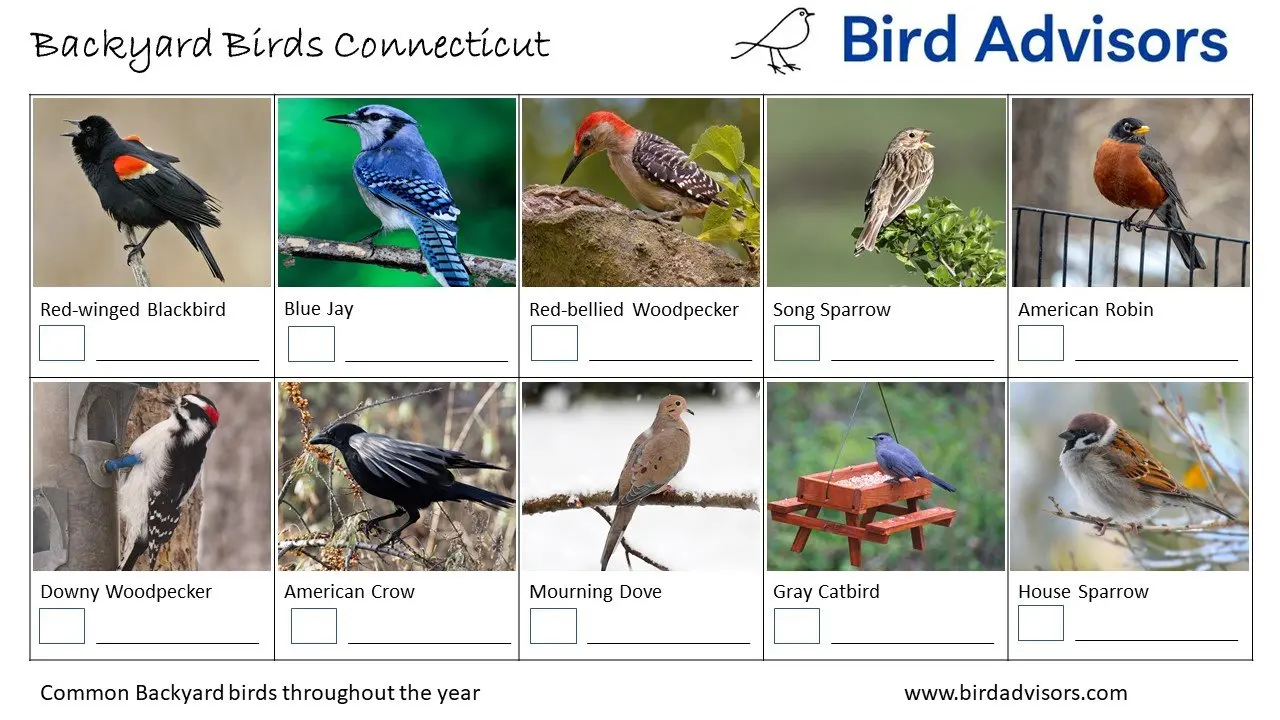 Top backyard birds in connecticut free id charts