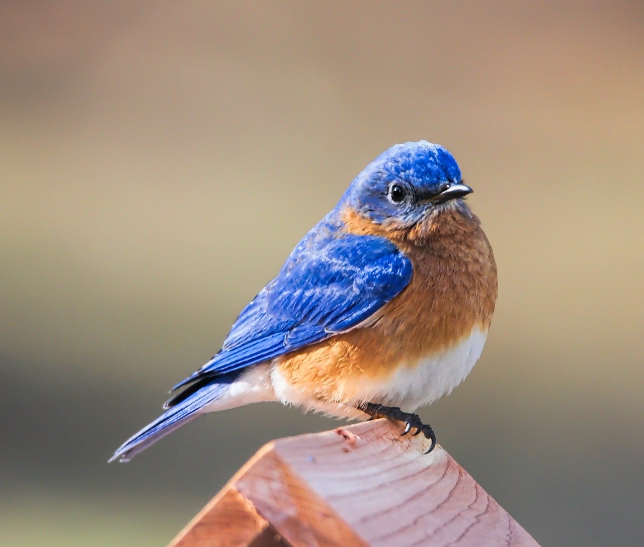 Today is eastern bluebird day