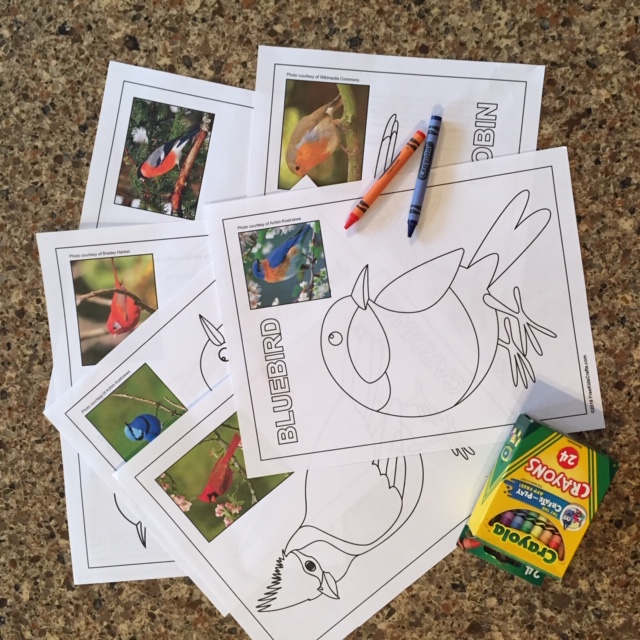 Printable bird coloring pages