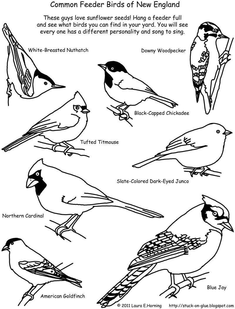 Birds of new england bird list bird identifier bird watching