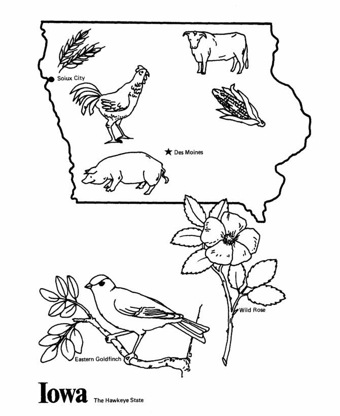 Connecticut state bird coloring page