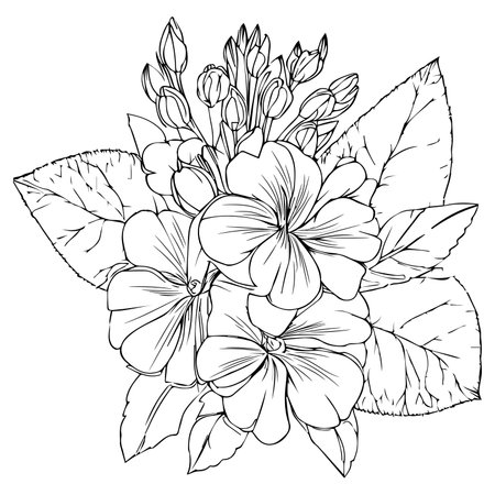 Isolated realistic flower coloring pages simple primrose line drawing flowers coloring pages and book vector sketch of primula flower drawing hand drawn primrose ù ùùø øªøµù ùù ù