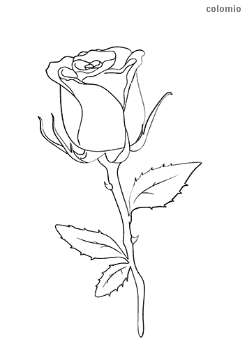 Flowers coloring pages free printable flower coloring sheets