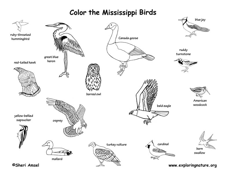 Mississippi habitats mammals birds amphibians reptiles