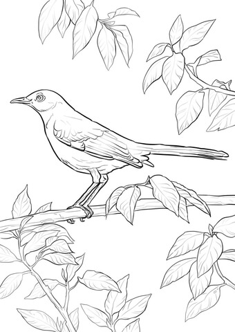 Northern mockingbird coloring page free printable coloring pages